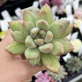 Pachyveria Rough monstrose