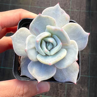 Echeveria Starstruck monstrose