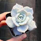 Echeveria Starstruck monstrose