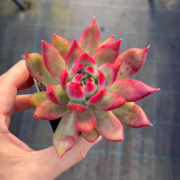 Echeveria Vista Giant