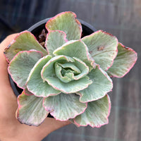 Echeveria Chantilly white variegate