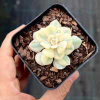 Echeveria cubic frost variegated