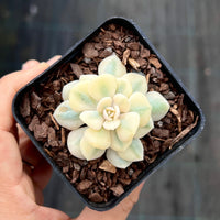 Echeveria cubic frost variegated