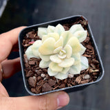 Echeveria cubic frost variegated