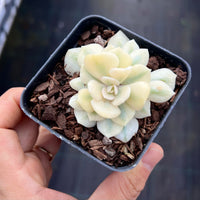 Echeveria cubic frost variegated