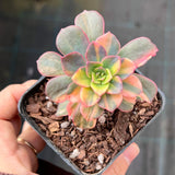 Echeveria bicolour variegata