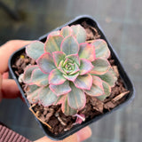 Echeveria bicolour variegata