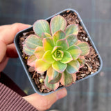 Echeveria bicolour variegata