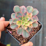 Echeveria bicolour variegata