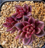 Lenopetalum Chocolate and strawberries - cutting