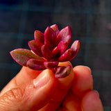 Lenopetalum Chocolate and strawberries - cutting