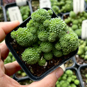 Monanthes polyphylla