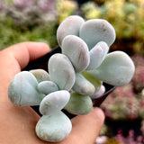Pachyphytum Botox Beauty