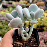 Pachyphytum Botox Beauty
