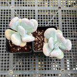 Pachyphytum Botox Beauty