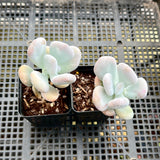 Pachyphytum Botox Beauty