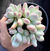 Pachyphytum oviferum mikadukibijin