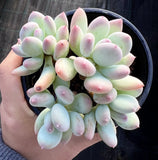 Pachyphytum oviferum mikadukibijin