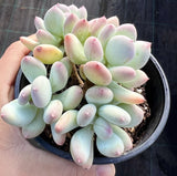 Pachyphytum oviferum mikadukibijin