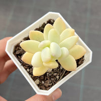 Pachyphytum oviferum mikadukibijin variegata