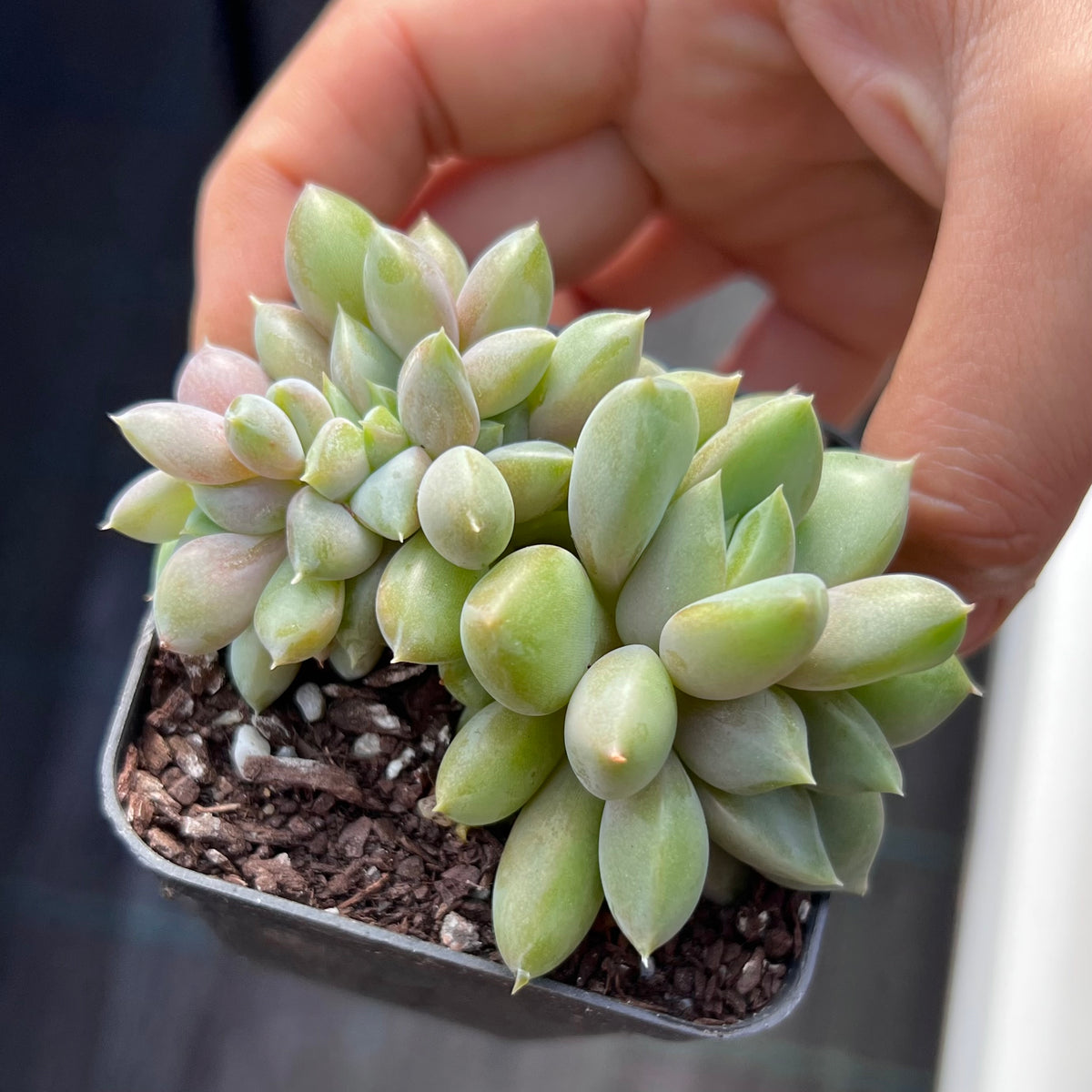 Pachyveria rough crest – RNT SUCCULENTS