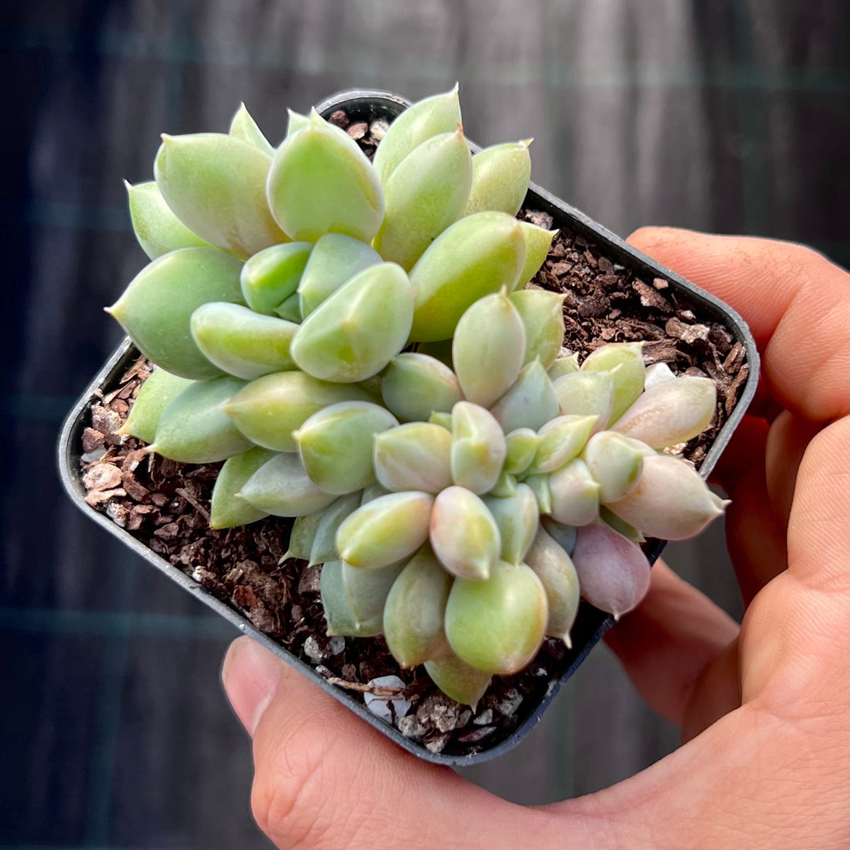 Pachyveria rough crest – RNT SUCCULENTS