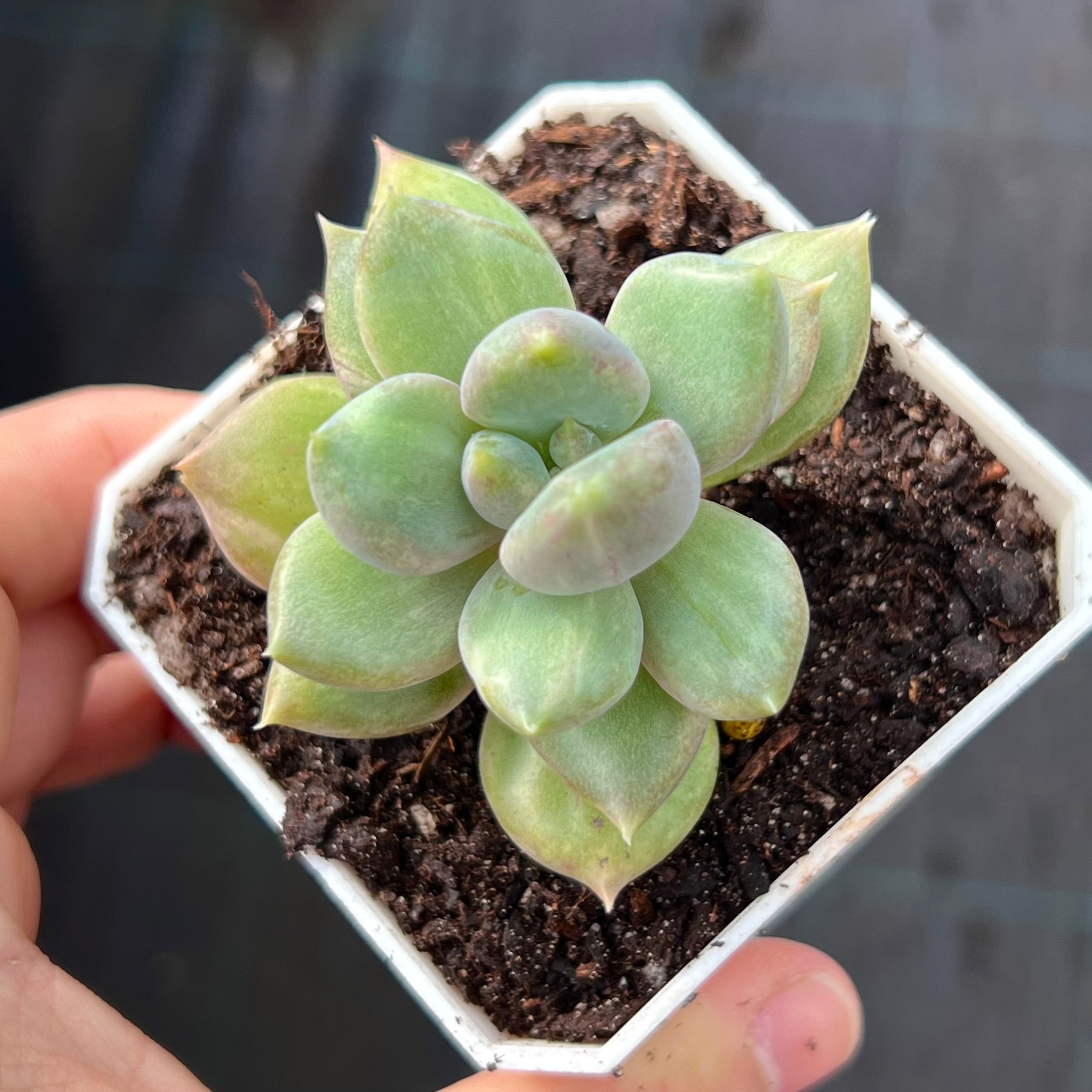 20.多肉植物 エケベリア 韓国苗 名無し 【公式通販】