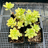 Sedeveria Maialen variegated