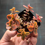 Sedum Wildfire