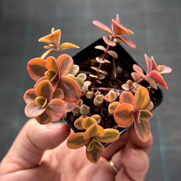 Sedum Wildfire