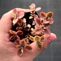 Sedum Wildfire