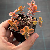 Sedum Wildfire