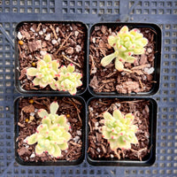 Sedum Jelly Bean Mickey Variegated