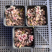 Sedum furfuraceum