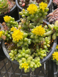 Sedum hernandezii