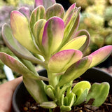 Senecio Jacobsenii trailing jade variegated