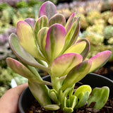 Senecio Jacobsenii trailing jade variegated