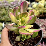 Senecio Jacobsenii trailing jade variegated