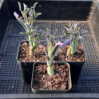 Senecio Articulatus Candlelight