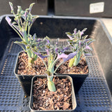 Senecio Articulatus Candlelight