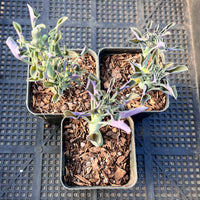 Senecio Articulatus Candlelight