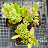 Senecio Jacobsenii trailing jade variegated