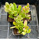 Senecio Jacobsenii trailing jade variegated