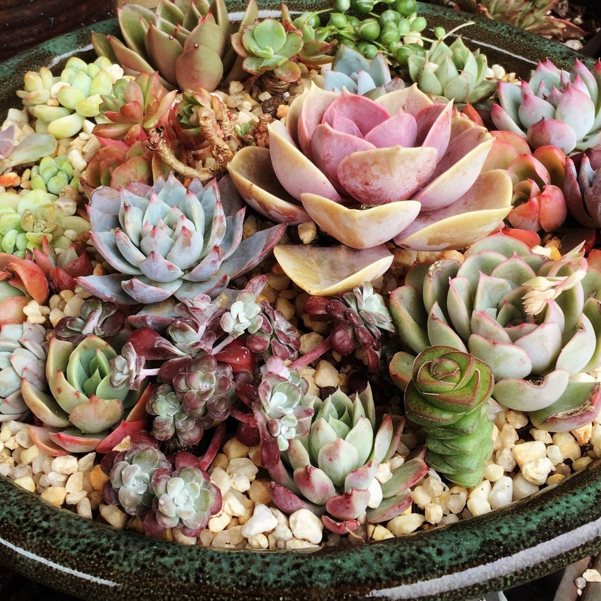 shows and events 2025 RNT SUCCULENTS