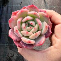 Echeveria Pink Glam semi monstrose