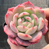 Echeveria Pink Glam semi monstrose