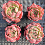 Echeveria Pink Glam semi monstrose