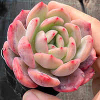 Echeveria Pink Glam semi monstrose