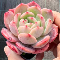 Echeveria Pink Glam semi monstrose