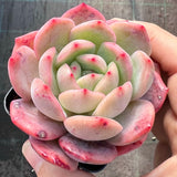 Echeveria Pink Glam semi monstrose